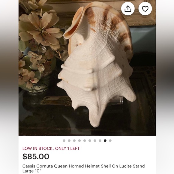 Cassis Cornuta Queen Horned Helmet Shell - Picture 16 of 16